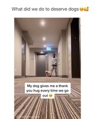 What did we do to deserve dogs