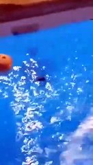 Il sort une araignée de la piscine !