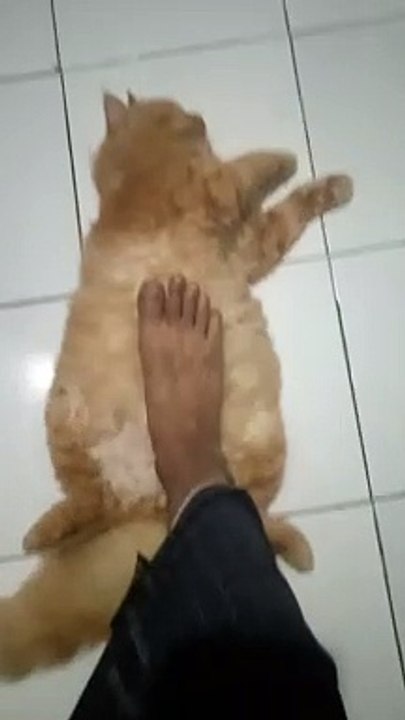 Lazy cat in the night