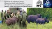 How you should be transporting Rhinos more Safely.