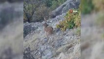 Tunceli'de dağ keçileri böyle görüntülendi