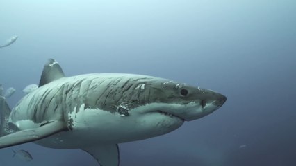 _Battle-hardened Great White warrior spotted near Neptune Isl