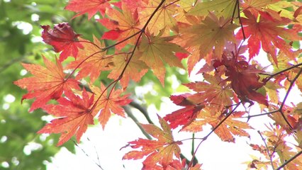 단풍 물드는 한라산...가을 정취 '물씬' / YTN