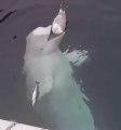 Beluga trying to play with Herring Gull.