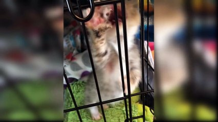 Kompilasi Video Bayi Kucing Lucu dan Imut...