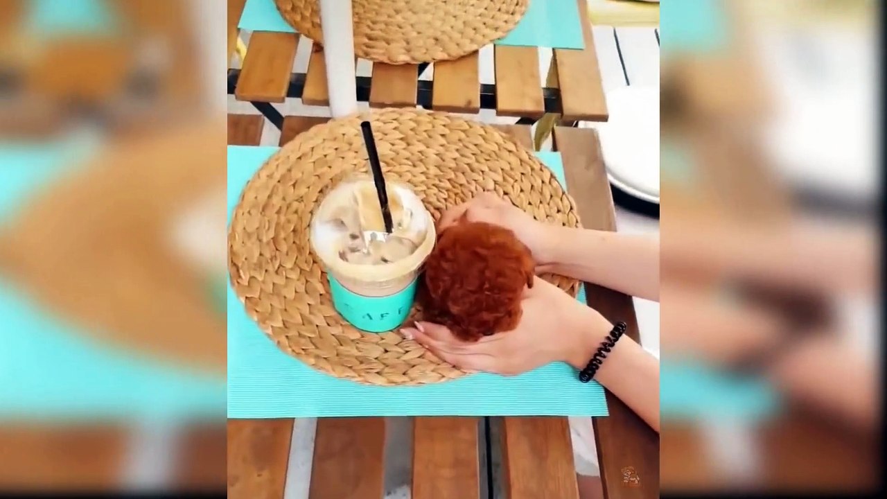 Kompilasi Video Anjing Lucu dan Imut...