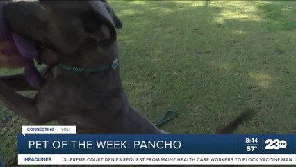 Pet of the Week: Pancho