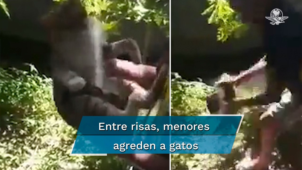 Jóvenes lanzan gatos contra una pared en Veracruz