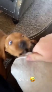 Cute playful puppy biting everything that makes him mad