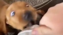Cute playful puppy biting everything that makes him mad