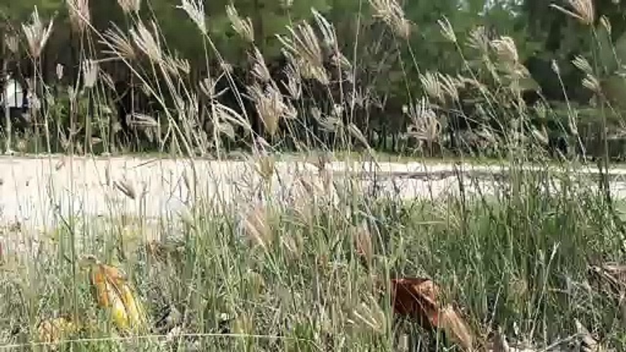 Sejuk || Rumput bergoyang di terpa Hembusan angin