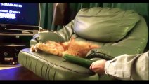 Funny cats vs cucumbers - funny selection - #1