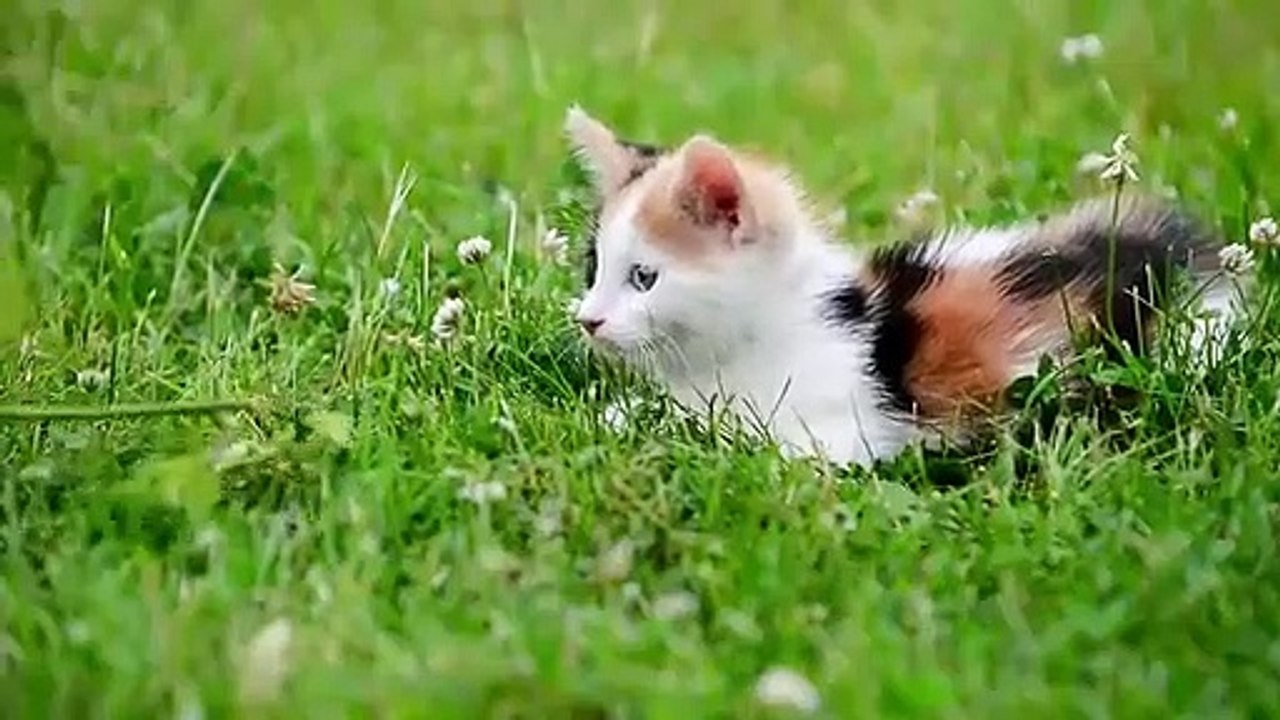 Cute Kittens Doing Funny Things 2021