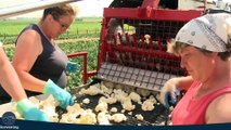 Awesome Cauliflower Cultivation Technology - Cauliflower Farming and Harvesting Machine