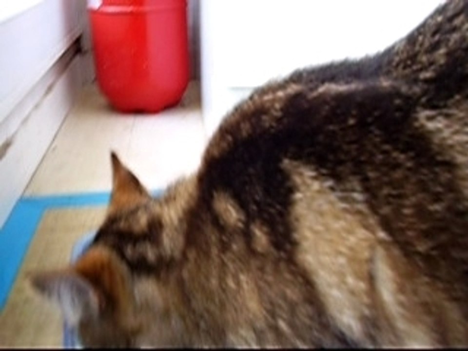 Ti minou