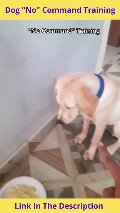 Dog "No" Command Training | How To Teach a Dog The "No" command