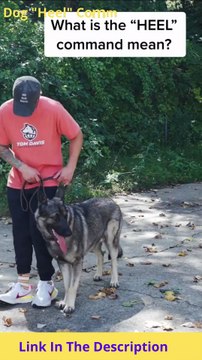 Dog Heel Command Training | Teach Your Dog to Heel in 5 Days