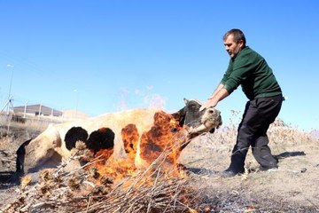 Son dakika... SUYA DÜŞEN İNEĞİ, ATEŞ YAKIP ISITTILAR