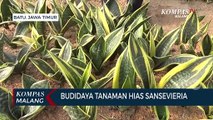 Petani di Kota Batu Geluti Budidaya Sansevieria, Berpotensi Raup Omzet Jutaan Rupiah