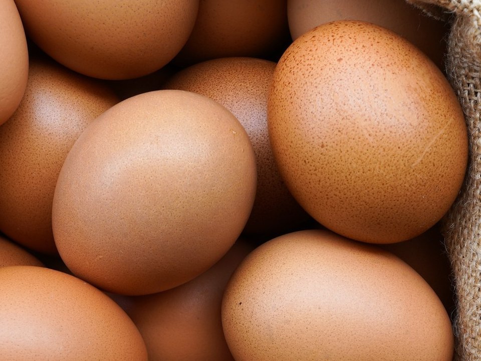 Eier-Rückruf in Norddeutschland: Gesundheitsgefahr durch Salmonellen