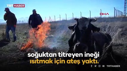 Suya düşen ineği ateş yakıp ısıttılar