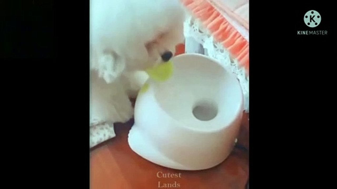 Viral!!!So cute dog  animal funny