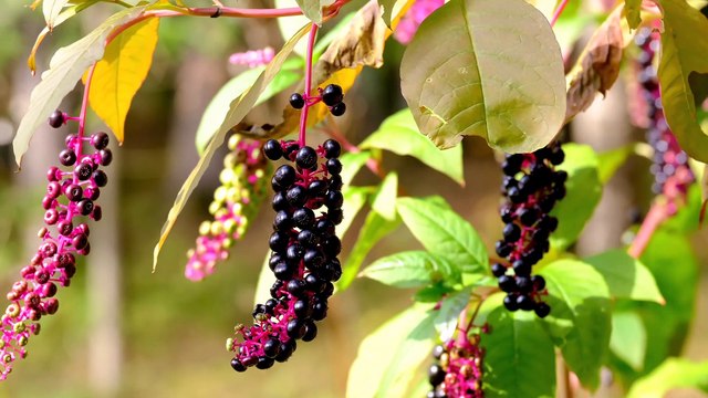 Real 4K Ultra HD 2160p 60Fps Nature Video With Soothing Peaceful Relaxing Music #4k #8k #relax