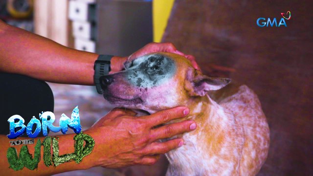 Born to be Wild: Doc Nielsen operates on a dog with severe eye injury