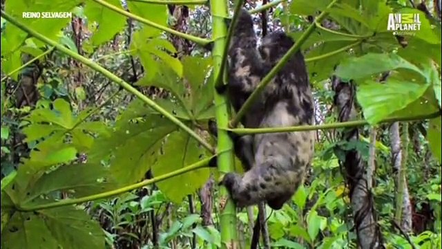 Doc. Animal - Amazonas Brasileira - Sucuri x Capivara 01