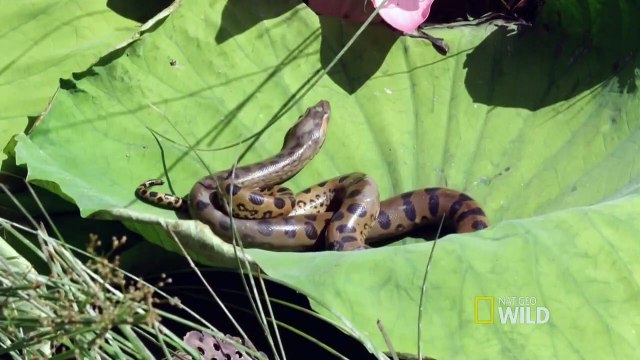 Doc. Animal - Amazonas Brasileira - Sucuri x jacaré x capivara 02