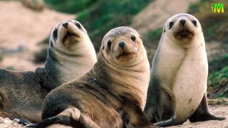 Amazing Seal Fish Facts l Seal Facts l Funny Cute Smart Seal l I Memory