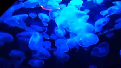 Relaxation Music  for sleeping(insomnia)