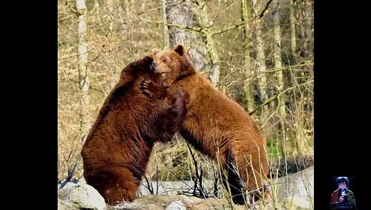 Bear friends playing