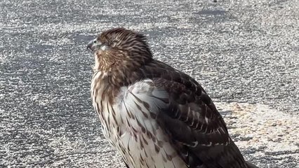 Yaralı şahin, hayvan koruma ekipleri tarafından kurtarıldı