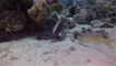 Octopus Wanders Amidst Fishes Inside Red Sea