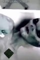 Alien Medical Examination Area 51 - Real Alien Footage - Top Secret Alien Footage - Alien - Alien Disclosure