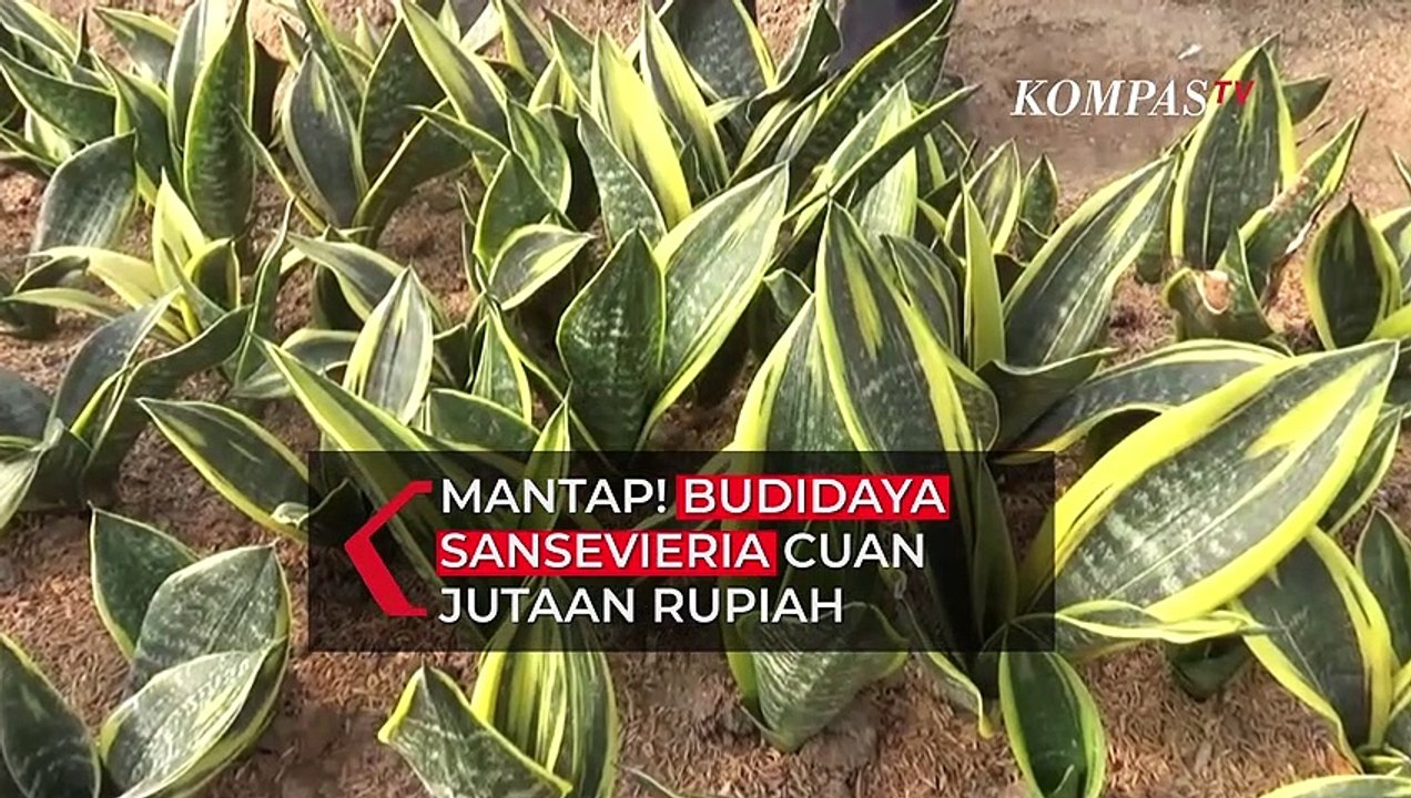 Mantap! Budidaya Sansevieria alias Lidah Mertua Bisa Raup Cuan Jutaan Rupiah