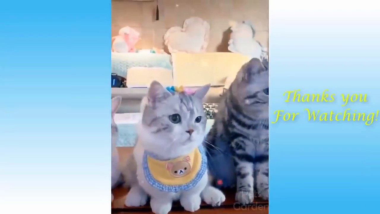 Cute Cats And Funny Dogs Videos Compilation