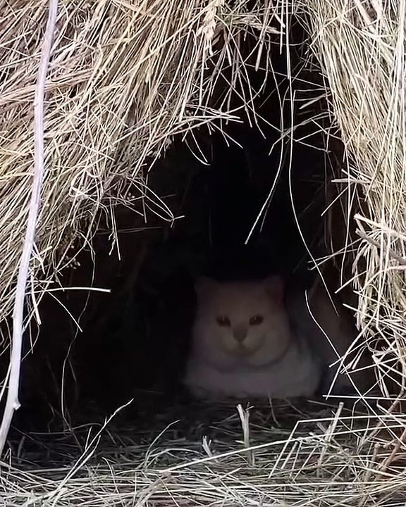 Winter cat