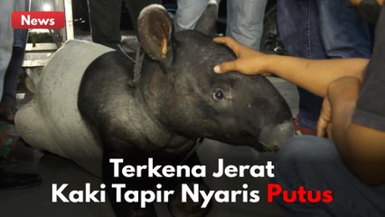 TAK MAMPU BERDIRI !! KEDUA KAKI KIRI TAPIR INI TERKENA JERAT !!