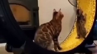 Funny Cat Video.Amazing Video