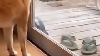 Cats and dogs fighting very funny-- Try not to laugh