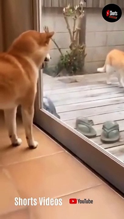 Cats and dogs fighting very funny-- Try not to laugh