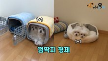 '댕댕이가 1+1' 두 개는 필요없는 껌딱지 형제