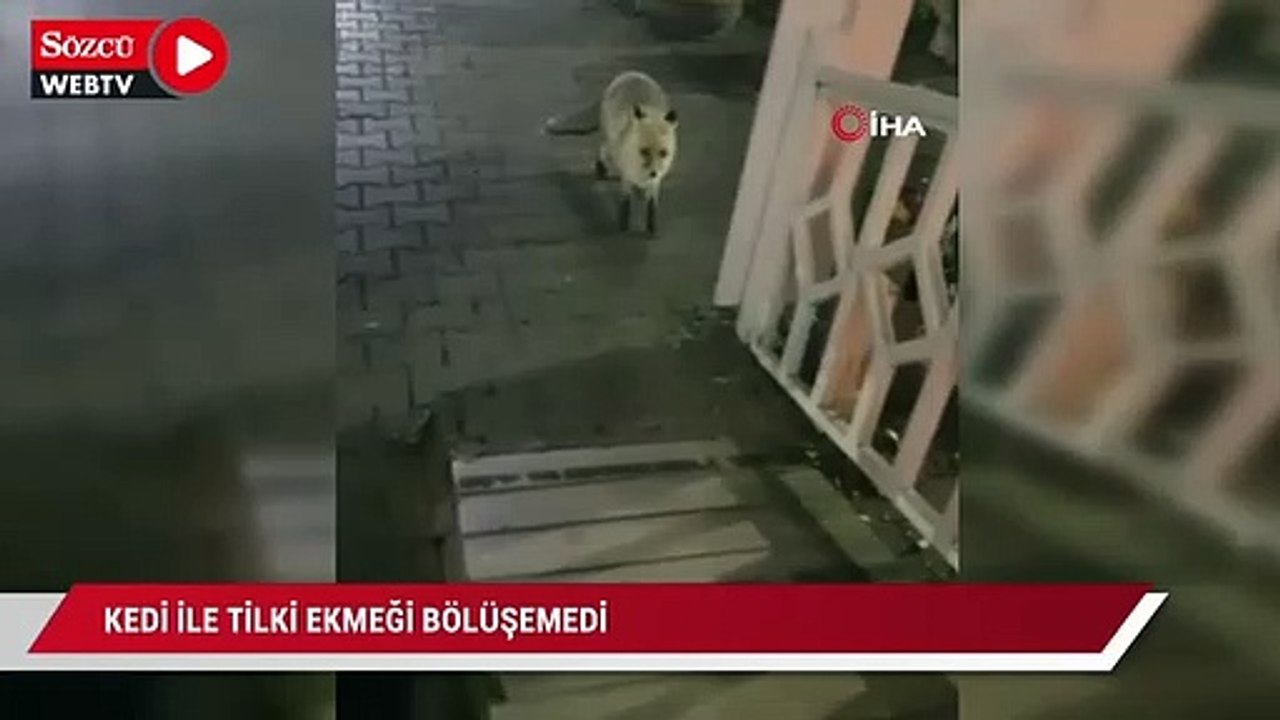 Kedi ile tilki ekmeği bölüşemedi, o anlar kameraya yansıdı