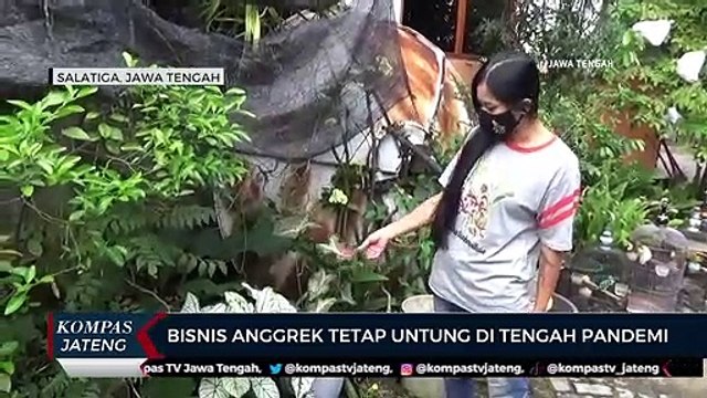 Bisnis Anggrek Tetap Untung di Tengah Pandemi