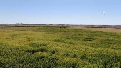 ŞANLIURFA - Hükümlüler katıldıkları çiftçilik kursu ile meslek öğreniyor