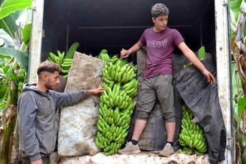 Kuaförlük kazancıyla yaptırdığı muz serasından yıllık 250 ton ürün bekliyor