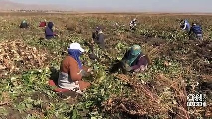 Şeker pancarına destek üretimi artırdı
