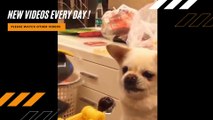Funniest Animals - Try Not To Laugh Watching Funny Animals Vines Compilation